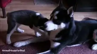 Маленькие черные щенки хаска играются с мамой!