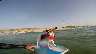 Surfing Dog - jack russell catching waves