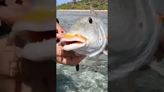 ISLAND SURVIVAL: with a Handline