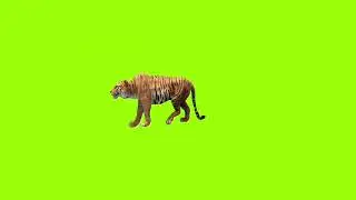 Strafe left tiger green screen। cartoon green screen।  animation green screen। Tiger green screen