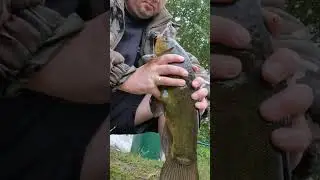 ВОЗРАСТ РЫБЫ 🐟🤣