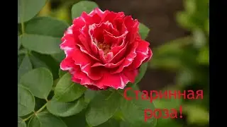 Роза кустовая сорта  Baron Girod de L’Ain (Барон Жиро дэ Лен).Видео обзор сорта
