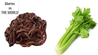 Do worms like Celery??