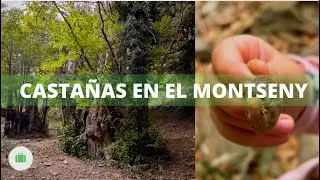 Sot de l'Infern (Montseny) / ¡En busca de Castañas!