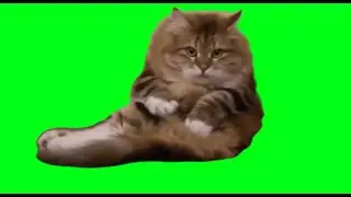 funny cat complications green screen memes #part5