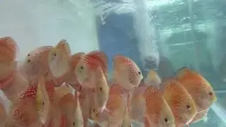 Uncle Sam's Discus farm and The King Of DIY