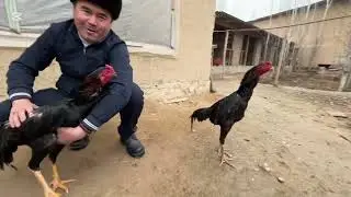 ДАКАН ИШКИБОЗЛАРИ УЧУН ЯНГИЛИК БУНАКАСИ КАМ ШАХАНДЛИК АКАДАН ЯНГИ ЗОТЛАР ТОМОШАГА 