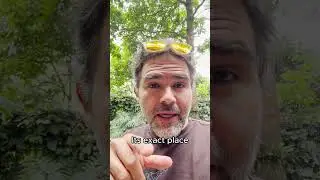 Pava Hedionda, hermosa y apestosa. ¡Suscríbete para más contenidos!🔔