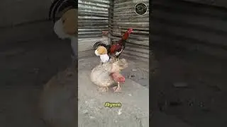chicken saw a doll sitting on a duck