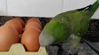 El cartón de huevos