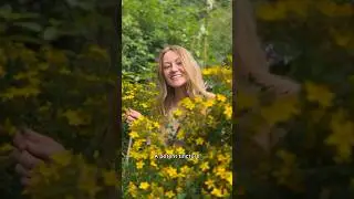 St Johns wort (hypericum perforatum) can be helpful for mild depression💛🌼#herbalmedicine #foraging