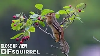 Close Up View Of Squirrel | Animals Video | Full HD
