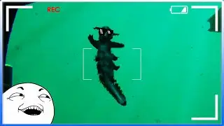 Открыл для себя подводный мир в Murky Divers