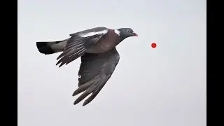 SHOTKAM Rough Shooting