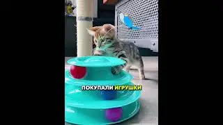 A man adopted an unusual cat.