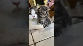 Adek ngga mau punya dede baru 🥹 #kucinglucu #catlover #kitten #kucing