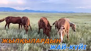 Жылқылардын жай-күйі #ауылөмірі #жылкылар #айғыр #бие #байтал #құлын #шөп #табиғат