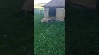 Черепаха #черепаха