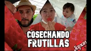 Frutillas Japonesas con Amigos