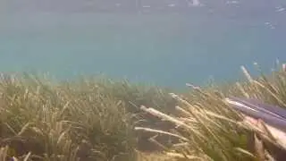 Zıpkınla Balık avı ISKA LEVREK