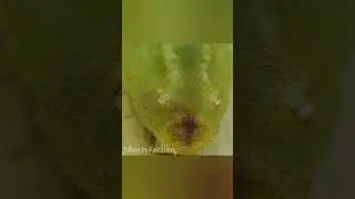 Печальная история дерева Инга