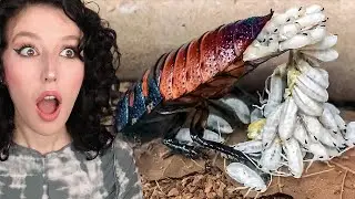 HAYATINIZDA İLK KEZ GÖRECEĞİNİZ ŞEYLER !