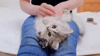 The kitten was so cute lying on her owner's lap with her belly button high...