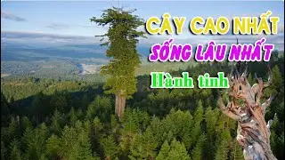 Cây cao nhất, sống lâu nhất hành tinh