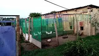 Утренние звуки в деревне!!!!