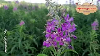 12 СЛАДКИЙ ДВОРИК Чай