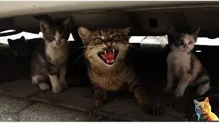 Gang of cats doing street riots/animal world