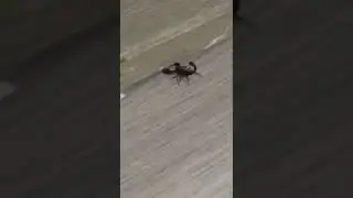 Parke Süpürgeliğindeki Akrep (Müşteri Çekimi)