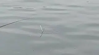 недайвода
