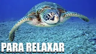 Músicas para Relaxar a Mente e Dormir Profundamente - Música Ambiente