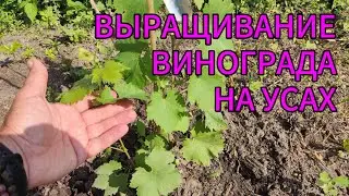 ☝Наконец-то! Я раскрыл секрет волшебных УСОВ для выращивания молодого ВИНОГРАДА 🍇