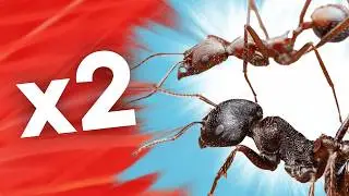 I Bought 2 New Ant Colonies that are BUILT DIFFERENT