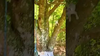 O dia que o Gabriel salvou a vida do gato