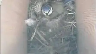 300409 Morning 9 eggs