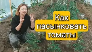 КАК ПАСЫНКОВАТЬ ТОМАТЫ | ЧТО ДЕЛАТЬ ЕСЛИ ОНИ ДАЮТ ДВЕ ВЕРХУШКИ | КАК И ЗАЧЕМ ОБРЕЗАТЬ ЛИСТЬЯ