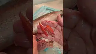купили форель