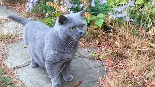 Meowing Cat - Coconut is Chatty Today 
