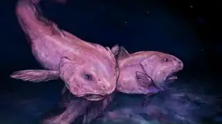 Oddest Objects In The Ocean