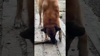 При вычесывании ни одна собака не пострадала😂