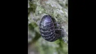 Roly-polies on the move: Terrestrial isopod diversity in Maryland