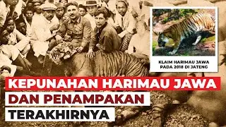 Kepunahan Harimau Jawa dan Laporan Penampakannya #temansains