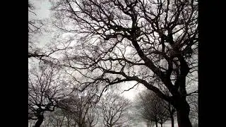 Angmxr - Branches