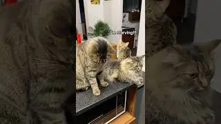 MY CATS DEMAND FOOD‼️ 