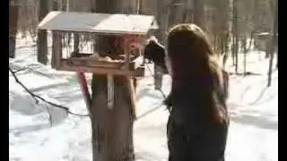 Белки в парке г.Раменское
