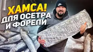 Хамса для форели и осетра 🦈