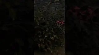 dead by daylight|The Bush god!